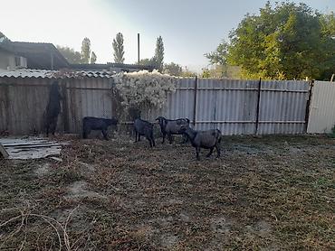 кози: Продаю | Коза (самка) | На забой — 1