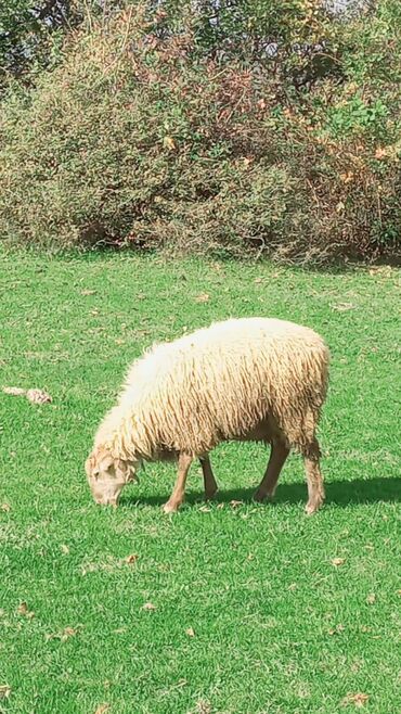 Quzu: Quzu, Erkək, ay: 7, 26 kq, Ətlik, Ünvandan götürmə — 4