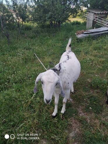 альпийская коза цена: Продаю | Коза (самка) | Для молока