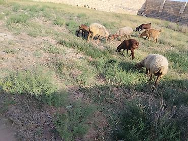sud veren inek satilir: Salam qoynara anblad balsn bir Erkey bir disdi cepsderde saatlr — 3