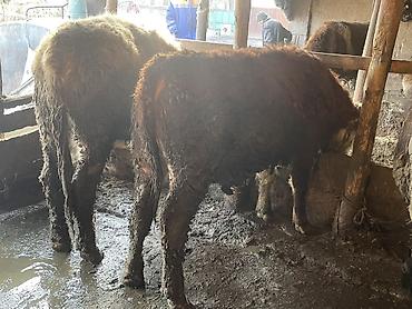 Коровы, быки: Продаю | Бык (самец) | Герефорд — 1