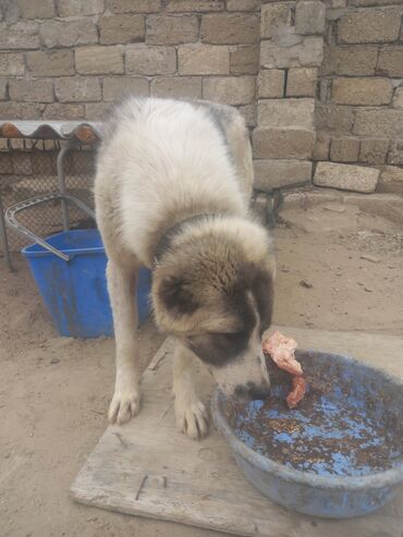 it novleri: Qafqaz çoban iti, 6 ay, Erkek