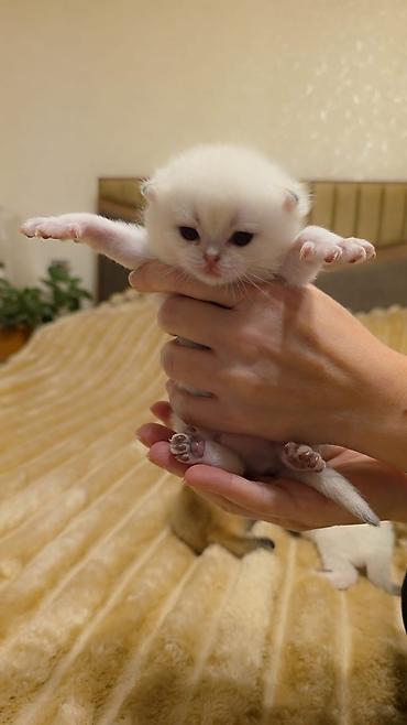 Кошки: Yumşaq tüklü, iri gözlü balaca pişik balaları. Rənglər: krem-ağ və — 6