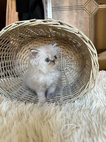 Pişiklər: Fars — 14