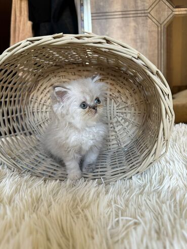 Pişiklər: Şotland yastı qulaq, Erkək, Dişi, Yaxşı əllərə, Ünvandan götürmə, Pulsuz çatdırılma, Ödənişli çatdırılma — 179