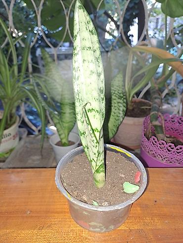 Sansevieria (Qayın dili) – otaq bitkisi. - Növ: Sansevieria
