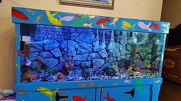 Akvariumlar: Продается аквариум 2 м с рыбами все вместе рыбы декор и — 22