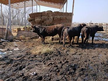 Коровы, быки: Продаю | Бык (самец) | На откорм | Племенные — 16