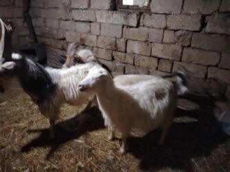 Keçi, çəpiş: Məhsul: Qoyun-keçi təsərrüfatı üçün keçilər Təsvir: - Şəkillərdə uzun — 6