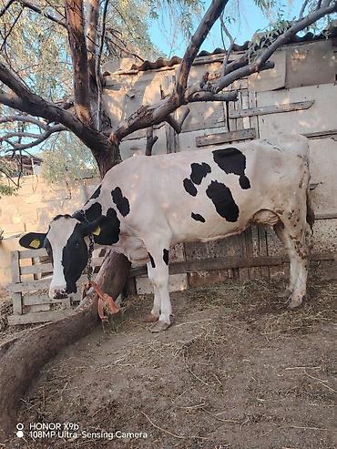 simmental inək cinsi: Salam heyvan 7 ay əvvəl 2 ci qarın balanı doğum. Təzə doğanda 37 litr — 8