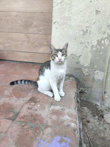 купить дом азербайджан: Котику 7месяцев,ищем дом для котика.проглистован