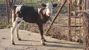 Inəklər, öküzlər: Dişi, Simental, il: 3, 450 kq — 1