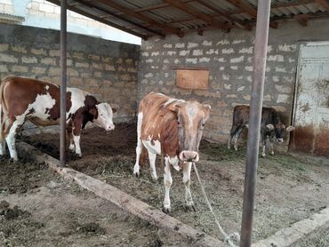 Dana, buzov: Süd verən heyvandı. Üçü birlikdə satılır. Qiyməti razılaşma yolu ilə — 6