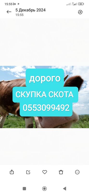 продажа поросят: Куплю | Коровы, быки, Лошади, кони, Другие с/х животные | Круглосуточно, Любое состояние, Забитый