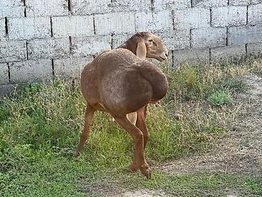 Баран, овца: Продаю | Баран (самец) | Гиссарская, Арашан, Полукровка | Для разведения | Осеменитель, Племенные — 8