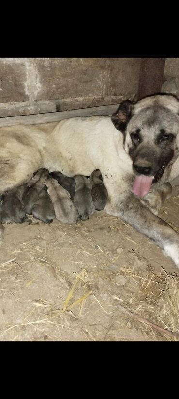 pitbul itleri: Kanqal, 1 ay, Dişi, Peyvəndli, Ünvandan götürmə