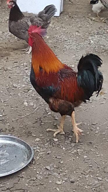 etlik cuceler: Xoruz, il: 2, Ünvandan götürmə