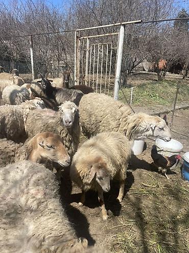 Qoyunlar, qoçlar: Qoyun və Keçi — təsərrüfat heyvanları - Növ: yerli qoyunlar və uzun — 12