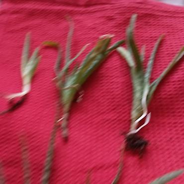 cvece difenbahija: Aloe aristata (mlade rozete/pelceri) - Vrsta: sukulent Aloe aristata — 2