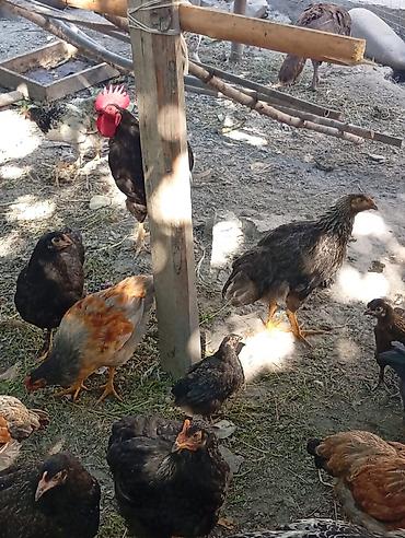 Куры, петухи: Продаю | Куры | Для разведения — 7