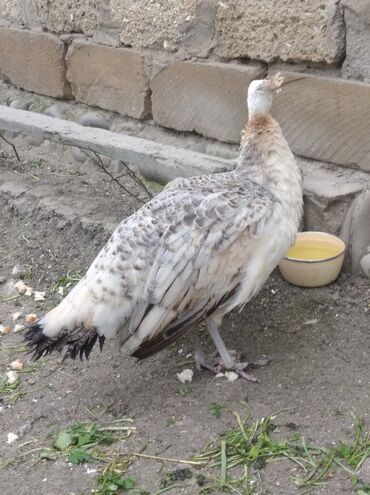 Tovuz quşları: Salam aleykum. Satışda bir dənə qara qanad tovuzquşu fərəsi var. 7 — 4