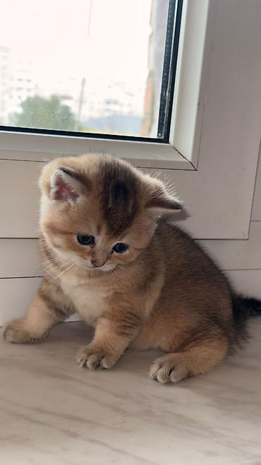 Pişiklər: Şotland yastı qulaq, Erkək, Dişi, Yaxşı əllərə, Pulsuz çatdırılma, Ödənişli çatdırılma, Ünvandan götürmə — 1