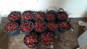 Другие специальности: Клубника тергени 🍓 🍓 🍓 теримчи кыз келиндер керек.(20-45 жаш) адрес