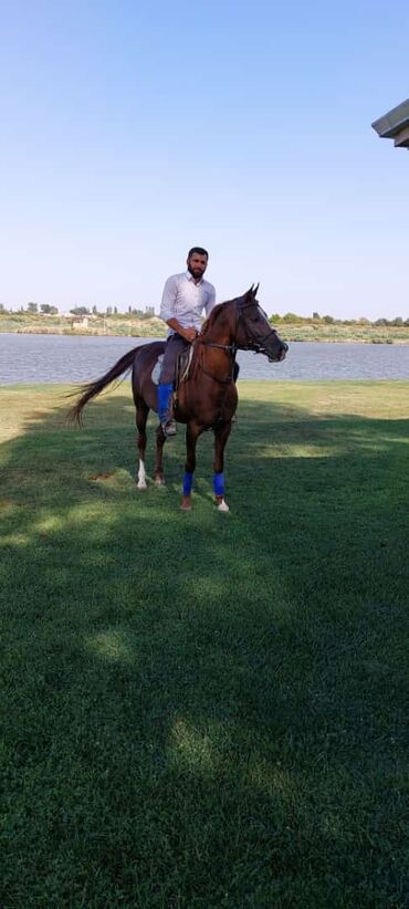 qarabağ atı satılır v Azərbaycan | Xalçalar: Ereb ati satilir