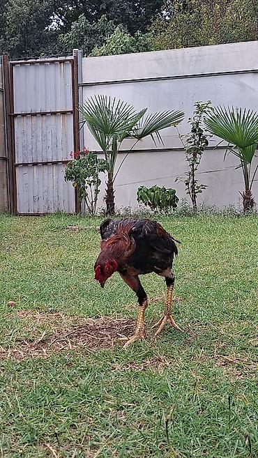 barter xoruz: Xoruz, il: 1, Ödənişli çatdırılma — 1