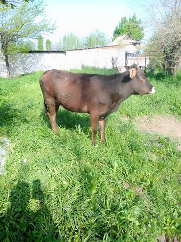 молочные породы коров в кыргызстане: Продаю | Тёлка | Швицкая | Для разведения, Для молока | Не стельные
