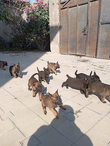 it baytari: Belçika çoban iti, 2 ay, Erkək — 7