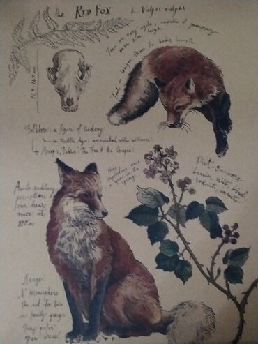 Şəkillər, tablolar: Məhsul: Təbiət mövzulu vintage üslubunda illüstrasiya posterləri — 8