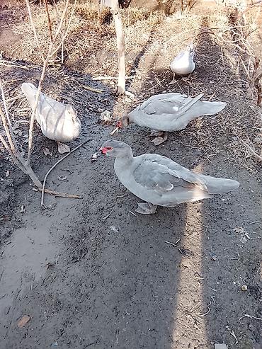 Ördəklər: Salam heyvanlar kom satilir 5feredi 1de erkey yumurtaya hazir -da lalafo.az — 14 Ördəklər: Salam heyvanlar kom satilir 5feredi 1de erkey yumurtaya hazir — 14