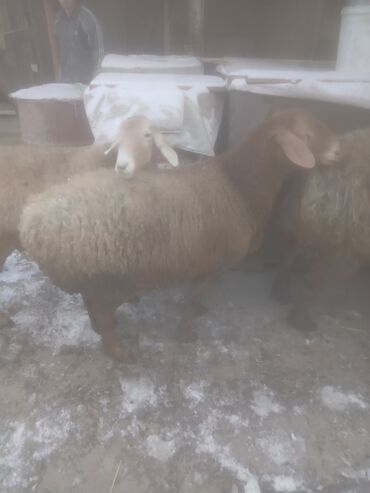 Бараны, овцы: Продаю | Овца (самка) | Для разведения | Матка — 10