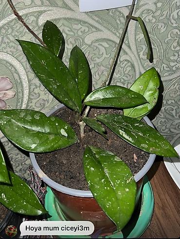 Otaq bitkiləri: Butun guleri endirimnen satiram ancag xanimlara satiw olur cox gul — 45