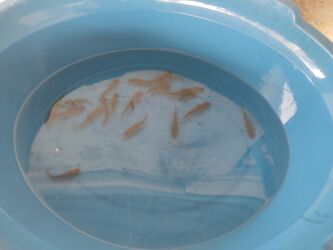 Balıqlar: Balig 19 ededi kalp baligi — 3