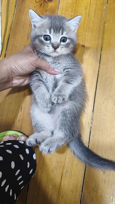 qızıl şinşilla: Şinşilla, Erkək, Yaxşı əllərə, Ödənişli çatdırılma — 3