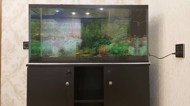 Akvariumlar: Dördbucaq akvarium, Boş, 175 l, Ünvandan götürmə — 12