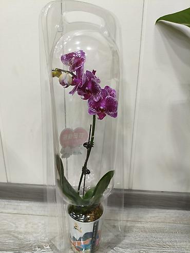 Орхидеи: Орхидея фаленопсис в прозрачном пластиковом горшке. - Разные окраски — 5