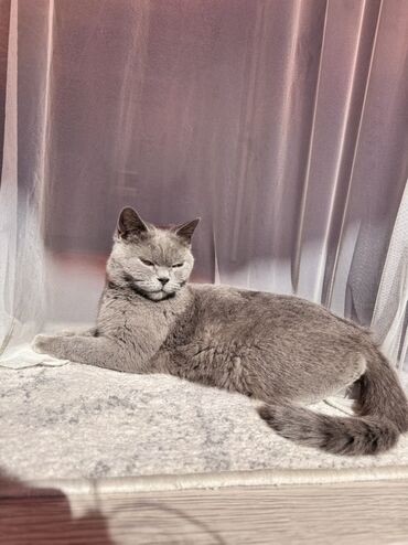 шиншилла британская кошка цена: Британ кыска жүндүү, 2 жаш, Ургаачы