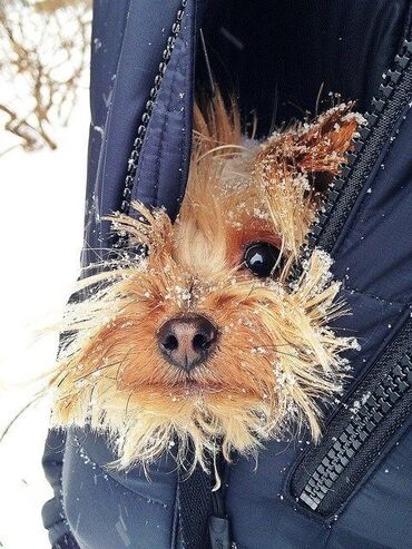 İtlər: Yorkşir teryer, 10 ay, Erkek, Peyvəndli, Ödənişli çatdırılma — 10