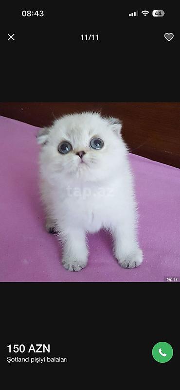 Кошки: Шотландская вислоухая — 8