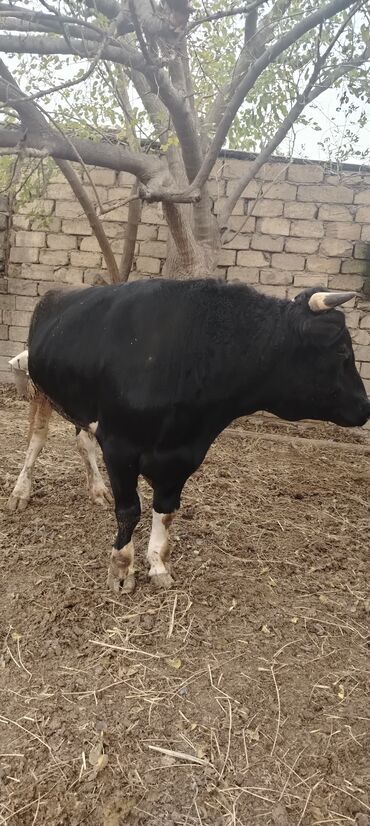 Inəklər, öküzlər: Məhsul: Qara rəngdə, qısahornlu erkək mal (öküz/buğa) Xüsusiyyətlər -da lalafo.az — 3 Inəklər, öküzlər: Məhsul: Qara rəngdə, qısahornlu erkək mal (öküz/buğa) Xüsusiyyətlər — 3