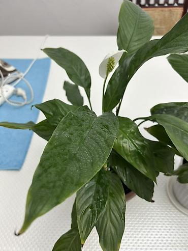 Антуриумы: Комнатные растения в кашпо: 1) Антуриум (Anthurium andreanum) - — 13