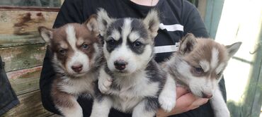 Собаки: Продаю щенков сибирский хаски, два мальчика и одна девочка, им один