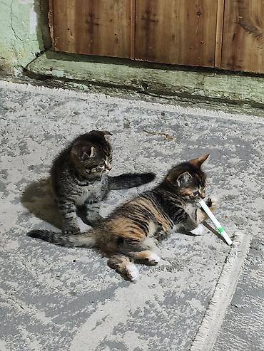 Кошки: Скотиш Фолд (Шотландская вислоухая), 2 месяца, Девочка, Черепаховый, Приучена к лотку — 7
