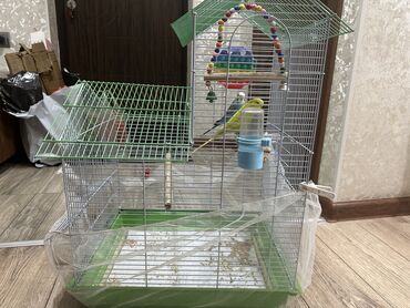 минеральная смесь для волнистых попугаев: Продаю Волнистых попугаев полностью с клеткой оба приученные к руке