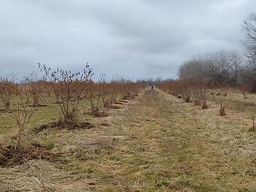 Torpaq sahələrinin satışı: Kənd təsərrüfatı -da lalafo.az — 7 Torpaq sahələrinin satışı: Kənd təsərrüfatı — 7