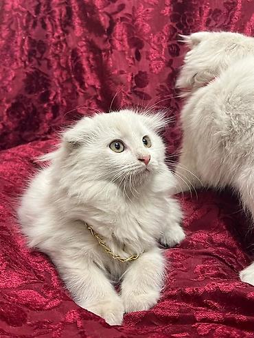 котята вислоухие купить: Скотиш Фолд (Шотландская вислоухая), 2 месяца, Мальчик, Белый, Приучена к лотку — 3