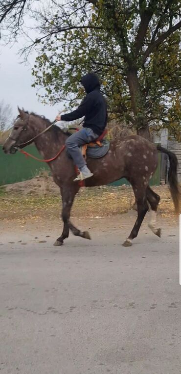 срочно продаю в связи с переездом: Сатам | Байтал | Аргын | Ат спорту | Асыл тукумдуу